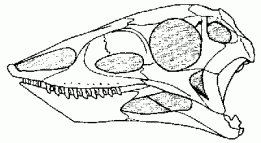 Aetosaurus skull