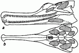 Angistorhinus grandis