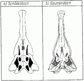 Brachysuchus megalodon