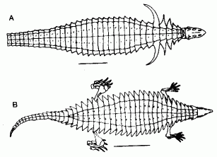 Desmatosuchus and Longosuchus
