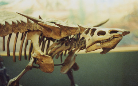 Desmatosuchus haploceros