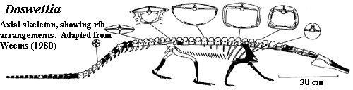 Doswellia axial skeleton Weems (1980)