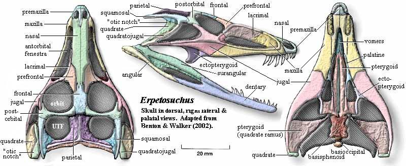 Erpetosuchus skull. Benton & Walker (2002)