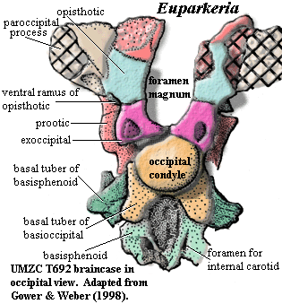 Eauparkeria braincase occipital view. Gower & Weber (1998)