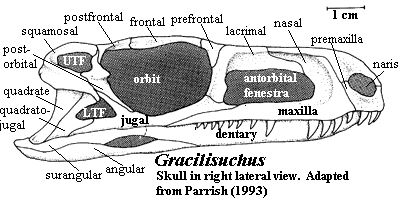 Gracilisuchus skull. Parrish (1993)