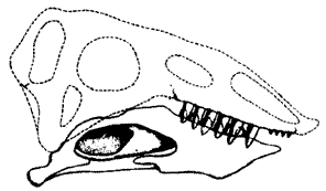 Neoaetosauroides skull