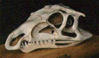 Riojasuchus model