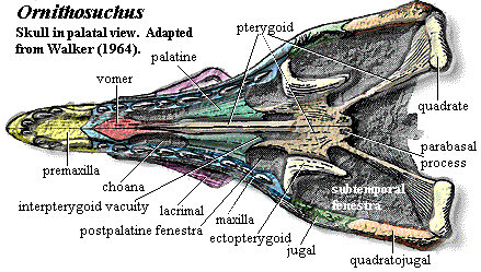 Ornithosuchus palate. Walker (1964)