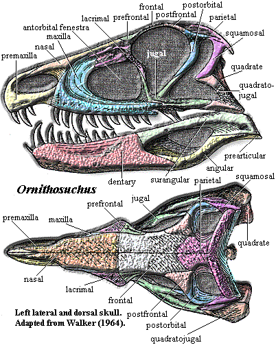 Ornithosuchus skulls. Walker (1964)
