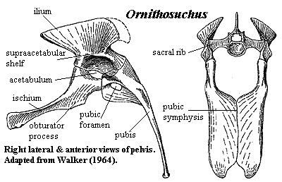 Ornithosuchus lateral & anterior pelvis. Walker (1964)