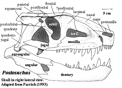 Postosuchus skull. Parrish (1993).