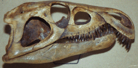 Archosaurus