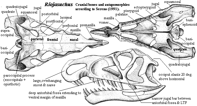 Riojasuchus cranial bones & autapomorphies. Sereno (1991)