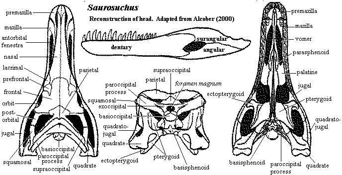 Saurosuchus skull from Alcober (2000)