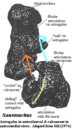 Saurosuchus astragalus & calcaneum Sill (1974)