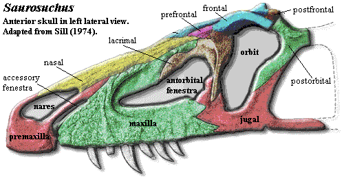 Saurosuchus skull