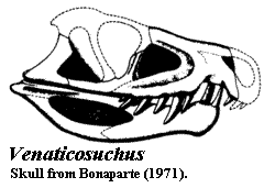 Venaticosuchus skull from Bonaparte (1971)
