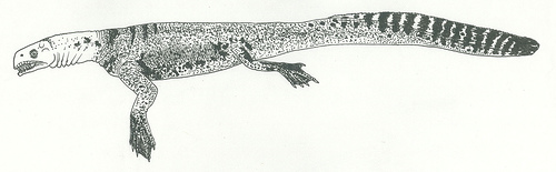 Helveticosaurus zollingeri