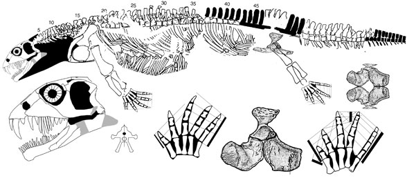 Helveticosaurus zollingeri
