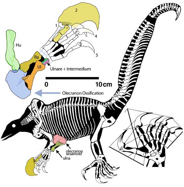 Drepanosaurus unguicaudatus