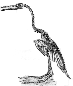 Hesperornis regalis