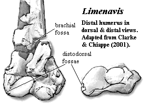 Limenavis distal humerus