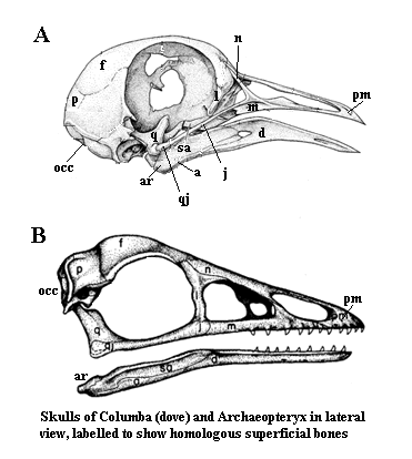 Ornithurae 1