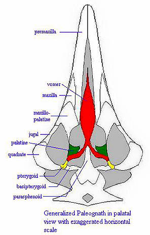 Paleognath palatal