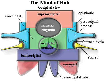 Mind of Bob: occipital view