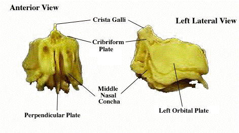Human ethmoid in anterior and left lateral views