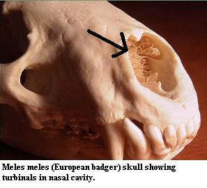 Badger skull, showing turbinals)