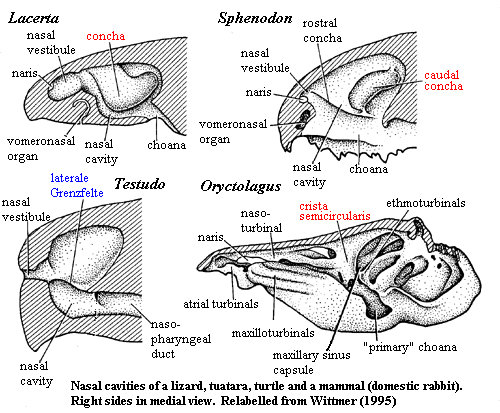 nasal cavities of lizard, tuatara, turtle & mammal from Wittmer (1995)