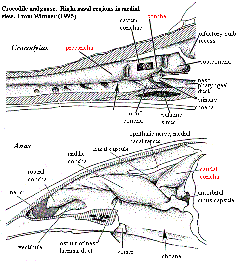 Nasal cavities of crocodile and goose from Wittmer (1995)