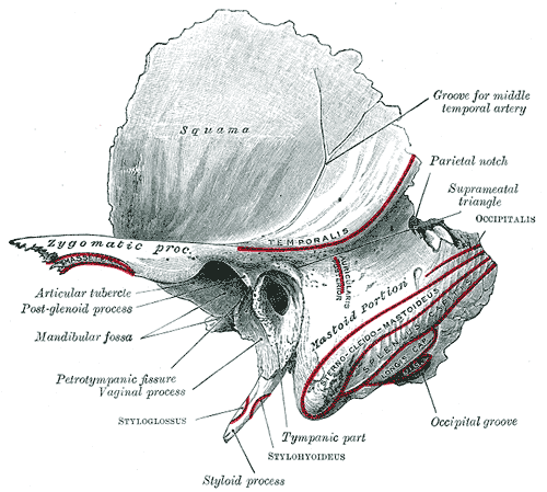 Homo: left temporal in lateral view