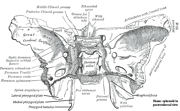 Sphenoid: posterodorsal view