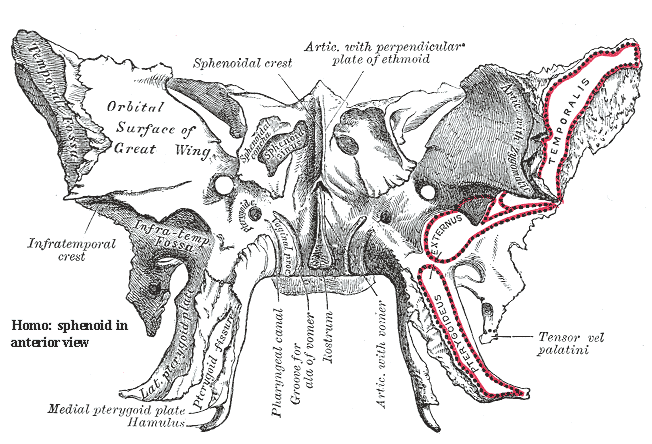 Sphenoid: anterior view