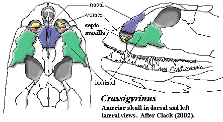 Crassigyrinus