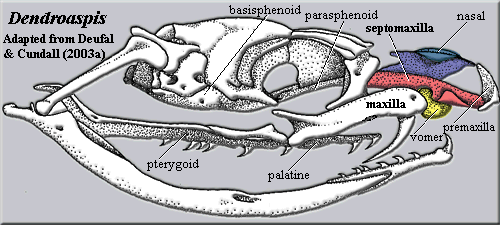 Dendroaspis skull