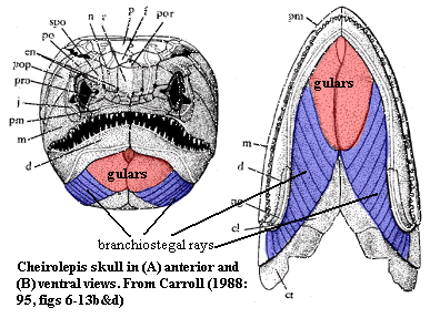 Cheirolepis