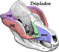 Tritylodon