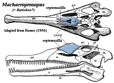 Machaeroprosopus