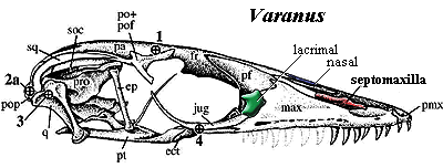 Varanus