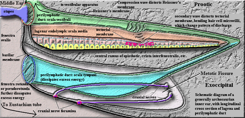 Archosaur lagenar complex