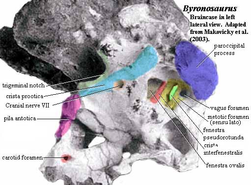 Byronosaurus braincase