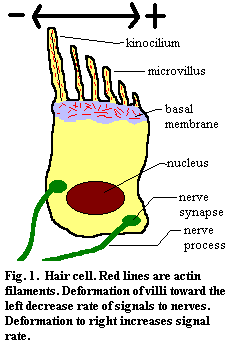 Hair cell