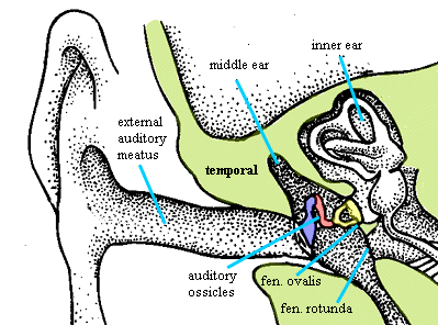 Ear overview
