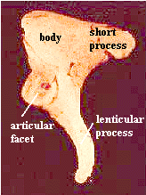posterior incus detail