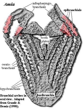 Amia branchial arches in oral view