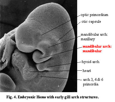 Human embryo with gill arches