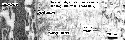 Frog tooth EM at late bell stage. Diekwisch et al (2002)